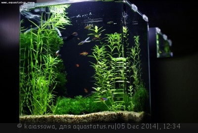 Фото Новый конкурс: Мисс аквариумистка AQUASTATUS-2014 (photo#62689)