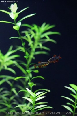 Фото Новый конкурс: Мисс аквариумистка AQUASTATUS-2014 (photo#62691)