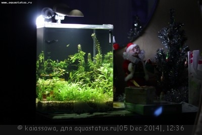 Фото Новый конкурс: Мисс аквариумистка AQUASTATUS-2014 (photo#62692)