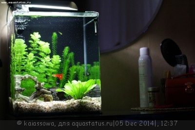 Фото Новый конкурс: Мисс аквариумистка AQUASTATUS-2014 (photo#62693)