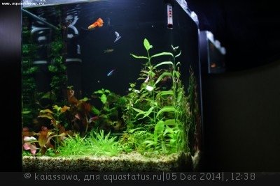 Фото Новый конкурс: Мисс аквариумистка AQUASTATUS-2014 (photo#62696)