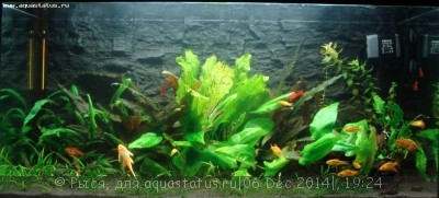 Фото Новый конкурс: Мисс аквариумистка AQUASTATUS-2014 (photo#62742)