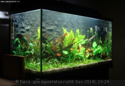 Фото Новый конкурс: Мисс аквариумистка AQUASTATUS-2014 (photo#62744)