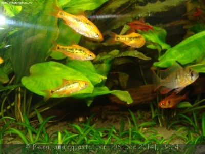 Фото Новый конкурс: Мисс аквариумистка AQUASTATUS-2014 (photo#62745)
