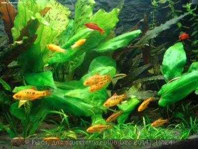 Фото Новый конкурс: Мисс аквариумистка AQUASTATUS-2014 (photo#62746)