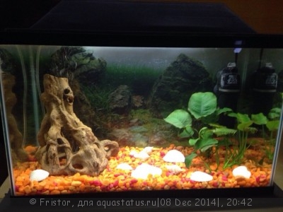 Фото Мой аквариум 250 литров Fristor  (photo#62827)