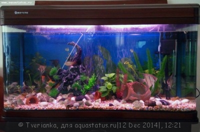 Фото Новый конкурс: Мисс аквариумистка AQUASTATUS-2014 (photo#62869)