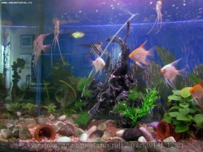 Фото Новый конкурс: Мисс аквариумистка AQUASTATUS-2014 (photo#62871)