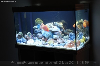 Фото Новый конкурс: Мисс аквариумистка AQUASTATUS-2014 (photo#62892)