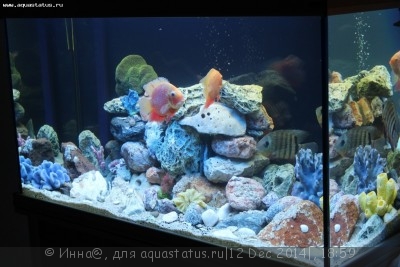 Фото Новый конкурс: Мисс аквариумистка AQUASTATUS-2014 (photo#62894)