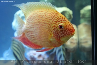 Фото Новый конкурс: Мисс аквариумистка AQUASTATUS-2014 (photo#62896)