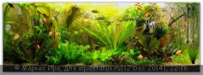 Фото Новый конкурс: Мисс аквариумистка AQUASTATUS-2014 (photo#62915)