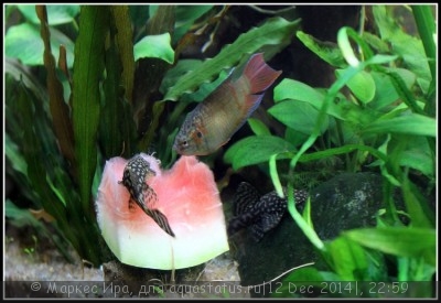 Фото Новый конкурс: Мисс аквариумистка AQUASTATUS-2014 (photo#62919)
