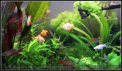 Фото Новый конкурс: Мисс аквариумистка AQUASTATUS-2014 (photo#62920)