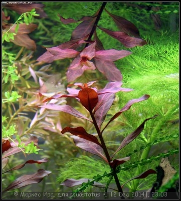 Фото Новый конкурс: Мисс аквариумистка AQUASTATUS-2014 (photo#62922)