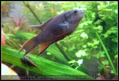 Фото Новый конкурс: Мисс аквариумистка AQUASTATUS-2014 (photo#62923)
