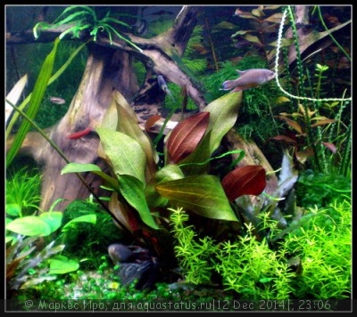 Фото Новый конкурс: Мисс аквариумистка AQUASTATUS-2014 (photo#62925)