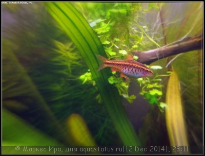 Фото Новый конкурс: Мисс аквариумистка AQUASTATUS-2014 (photo#62926)