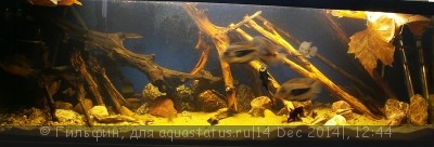 Фото Новый конкурс: Мисс аквариумистка AQUASTATUS-2014 (photo#62950)