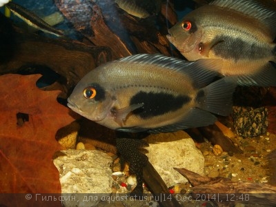 Фото Новый конкурс: Мисс аквариумистка AQUASTATUS-2014 (photo#62953)