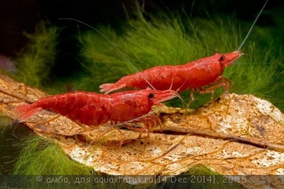 Фото Креветка Красный огонь Red Fire Shrimp  (photo#62963)