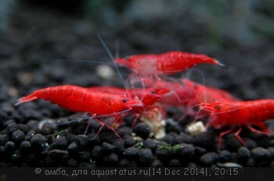 Фото Креветка Красный огонь Red Fire Shrimp  (photo#62964)