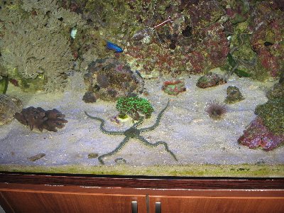 Мой морской аквариум 250 литров (Сергей%)