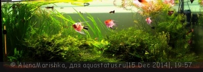 Фото Новый конкурс: Мисс аквариумистка AQUASTATUS-2014 (photo#63012)