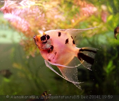 Фото Новый конкурс: Мисс аквариумистка AQUASTATUS-2014 (photo#63014)