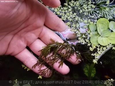 Не могу разобраться с проблемой растений