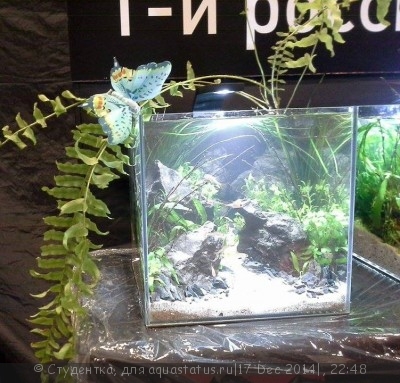 Фото Новый конкурс: Мисс аквариумистка AQUASTATUS-2014 (photo#63107)