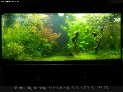 Фото Новый конкурс: Мисс аквариумистка AQUASTATUS-2014 (photo#63137)