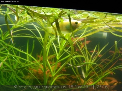 Фото Новый конкурс: Мисс аквариумистка AQUASTATUS-2014 (photo#63139)