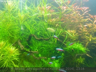 Фото Новый конкурс: Мисс аквариумистка AQUASTATUS-2014 (photo#63140)