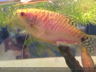 Фото У гурами разрушается нижний плавник (photo#63150)