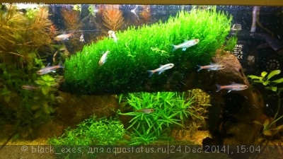 Фото Мой аквариум-старичок 45 литров black_exes  (photo#63345)