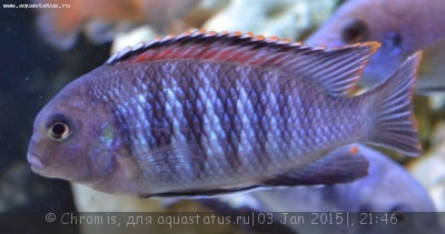Фото Псевдотрофеус tropheops Chilumba orange (photo#63712)