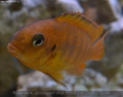 Фото Псевдотрофеус tropheops Chilumba orange (photo#63713)