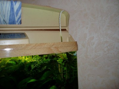 Фото Апоногетон дорос до поверхности (photo#6399)