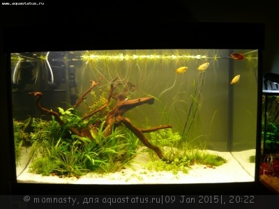 Фото Мой аквариум Aqua Plus Pro 170 литров momnasty  (photo#64024)