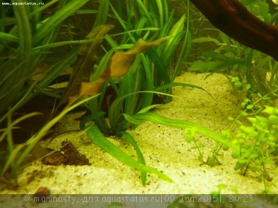 Фото Мой аквариум Aqua Plus Pro 170 литров momnasty  (photo#64025)