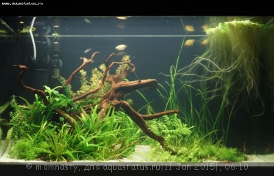 Фото Мой аквариум Aqua Plus Pro 170 литров momnasty  (photo#64154)