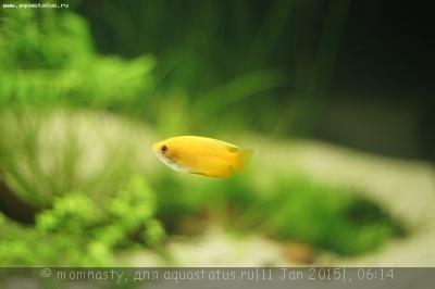 Фото Мой аквариум Aqua Plus Pro 170 литров momnasty  (photo#64156)
