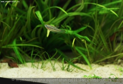Фото Мой аквариум Aqua Plus Pro 170 литров momnasty  (photo#64157)