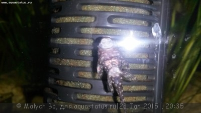 Оголена плавниковая "кость" у анциструса