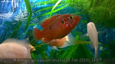 Как определить пол рыбки (определение пола - самец или самка)