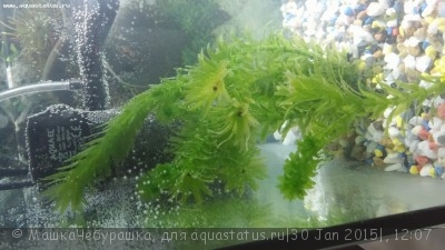Фото Аквариумные растения,объясните новичку  (photo#64914)