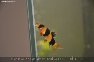 Фото Чем больна боция клоун? (photo#65044)