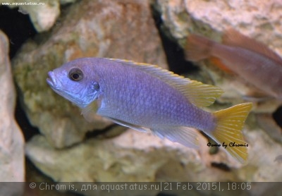 Фото Псевдотрофеус ацей Итунги Pseudotropheus spec. acei Itungi  (photo#65679)