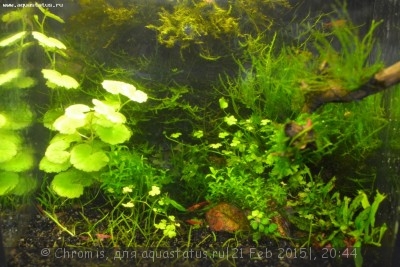 Нано аквариум 6 литров (Chromis)